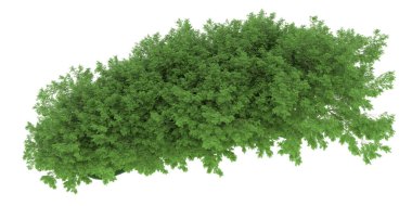 Realistic forest isolated on white background. 3d rendering - illustration
