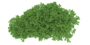Realistic forest isolated on white background. 3d rendering - illustration