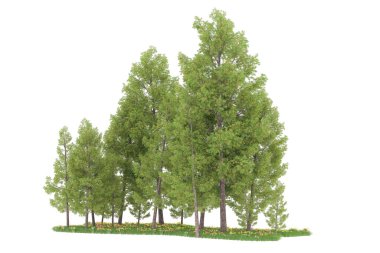 Realistic forest isolated on white background. 3d rendering - illustration