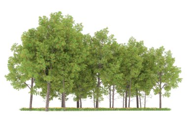 Realistic forest isolated on white background. 3d rendering - illustration