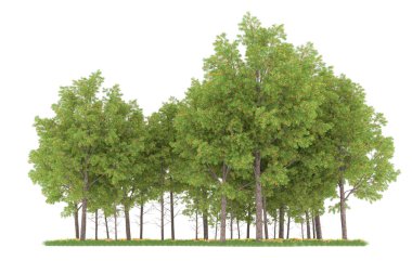Realistic forest isolated on white background. 3d rendering - illustration