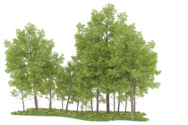 Realistic forest isolated on white background. 3d rendering - illustration