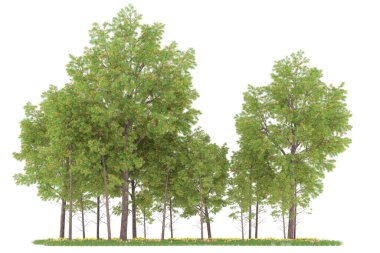Realistic forest isolated on white background. 3d rendering - illustration