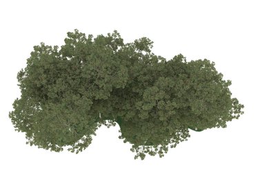 Realistic forest isolated on white background. 3d rendering - illustration