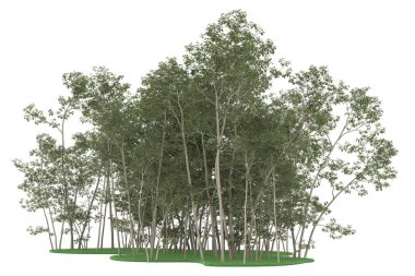 Realistic forest isolated on white background. 3d rendering - illustration