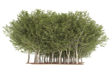 Realistic forest isolated on white background. 3d rendering - illustration