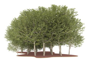 Realistic forest isolated on white background. 3d rendering - illustration