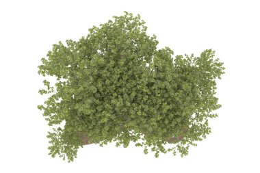Realistic forest isolated on white background. 3d rendering - illustration