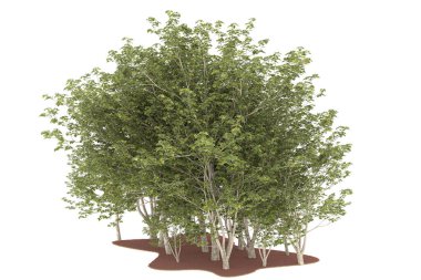 Realistic forest isolated on white background. 3d rendering - illustration