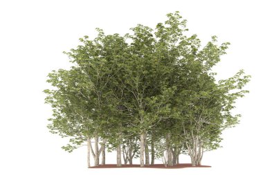 Realistic forest isolated on white background. 3d rendering - illustration