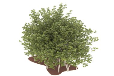 Realistic forest isolated on white background. 3d rendering - illustration