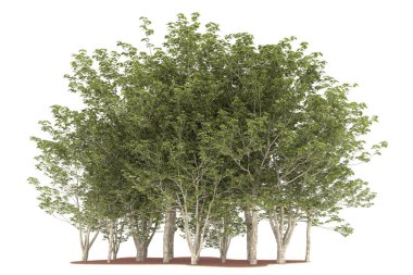 Realistic forest isolated on white background. 3d rendering - illustration