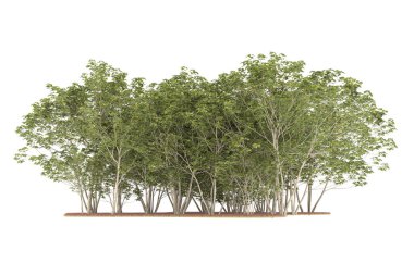 Realistic forest isolated on white background. 3d rendering - illustration