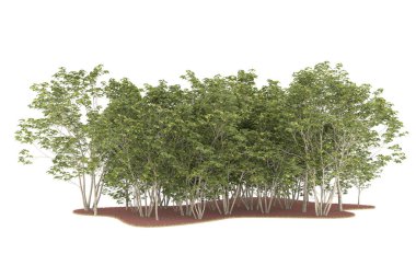Realistic forest isolated on white background. 3d rendering - illustration
