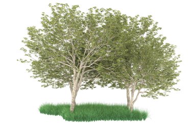 Realistic forest isolated on white background. 3d rendering - illustration
