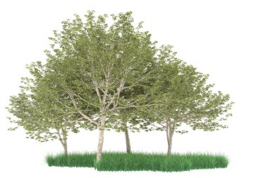 Realistic forest isolated on white background. 3d rendering - illustration
