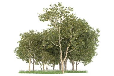 Realistic forest isolated on white background. 3d rendering - illustration