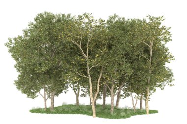 Realistic forest isolated on white background. 3d rendering - illustration