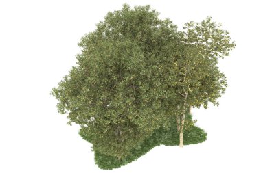 Realistic forest isolated on white background. 3d rendering - illustration
