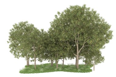 Realistic forest isolated on white background. 3d rendering - illustration