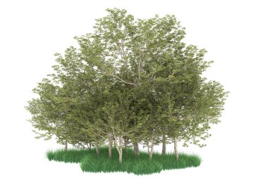 Realistic forest isolated on white background. 3d rendering - illustration