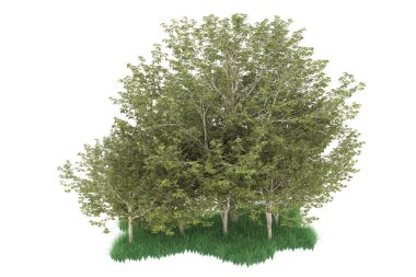Realistic forest isolated on white background. 3d rendering - illustration