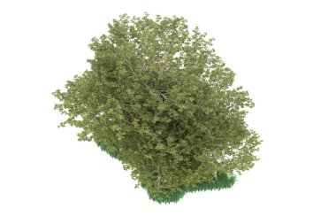 Realistic forest isolated on white background. 3d rendering - illustration