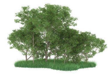 Realistic forest isolated on white background. 3d rendering - illustration