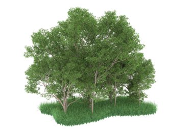 Realistic forest isolated on white background. 3d rendering - illustration