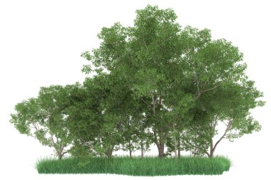 Realistic forest isolated on white background. 3d rendering - illustration