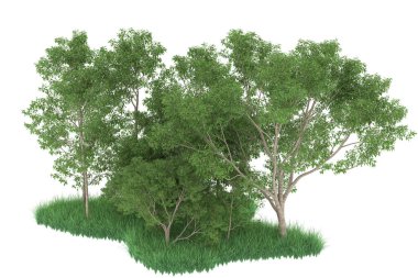 Realistic forest isolated on white background. 3d rendering - illustration
