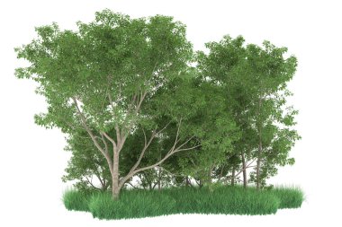 Realistic forest isolated on white background. 3d rendering - illustration