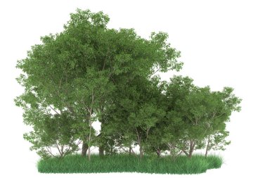 Realistic forest isolated on white background. 3d rendering - illustration