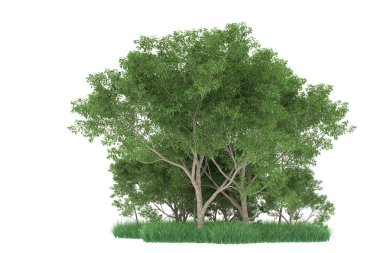 Realistic forest isolated on white background. 3d rendering - illustration