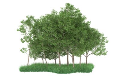 Realistic forest isolated on white background. 3d rendering - illustration