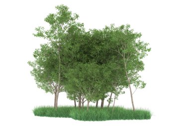 Realistic forest isolated on white background. 3d rendering - illustration