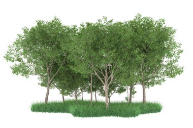 Realistic forest isolated on white background. 3d rendering - illustration