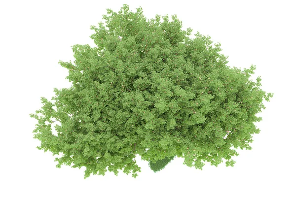 Realistic forest isolated on white background. 3d rendering - illustration