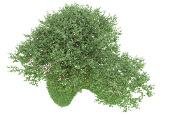 Realistic forest isolated on white background. 3d rendering - illustration