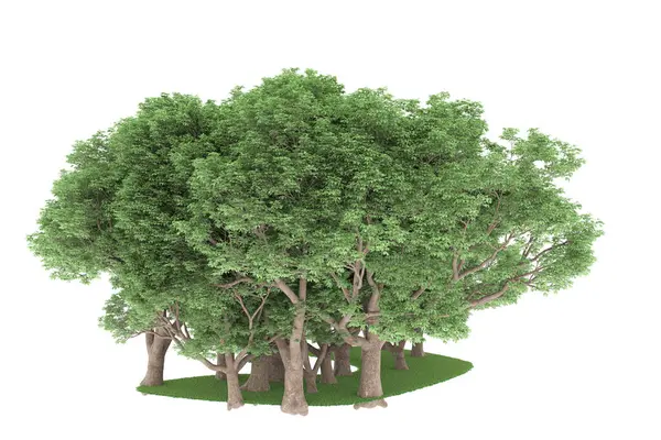 Realistic forest isolated on white background. 3d rendering - illustration