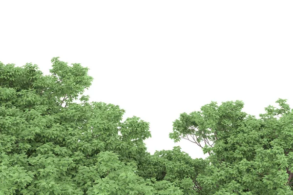 Realistic forest isolated on white background. 3d rendering - illustration