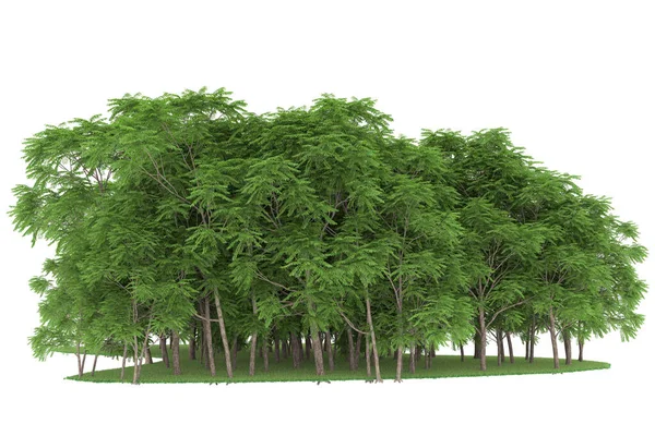 Realistic forest isolated on white background. 3d rendering - illustration