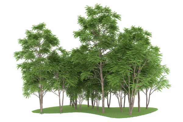 Realistic forest isolated on white background. 3d rendering - illustration