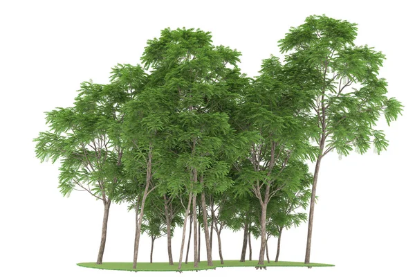 Realistic forest isolated on white background. 3d rendering - illustration