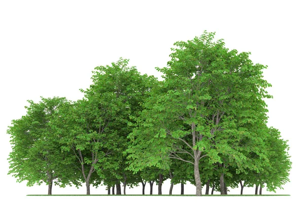 Realistic forest isolated on white background. 3d rendering - illustration