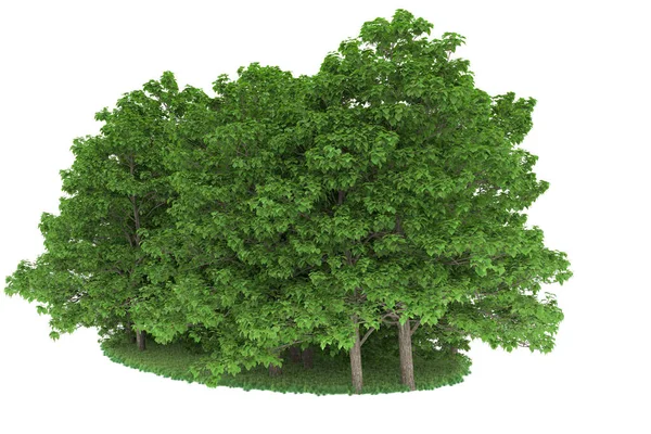 Realistic forest isolated on white background. 3d rendering - illustration