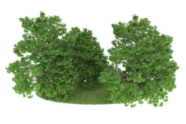Realistic forest isolated on white background. 3d rendering - illustration