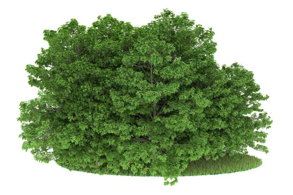 Realistic forest isolated on white background. 3d rendering - illustration