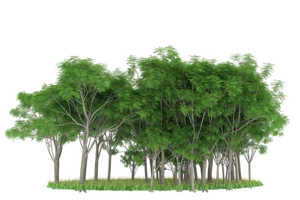 Realistic forest isolated on white background. 3d rendering - illustration