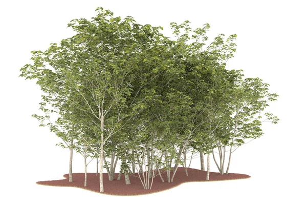 Realistic forest isolated on white background. 3d rendering - illustration